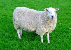 Bizarre sheep with twisted spine and reversed head stuns internet (public domain)