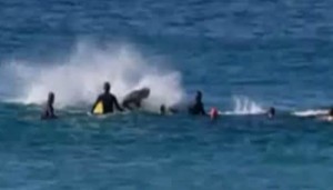 Australia Surfer Hit By Whale Off Bondi Beach In Sydney Foxcrawl