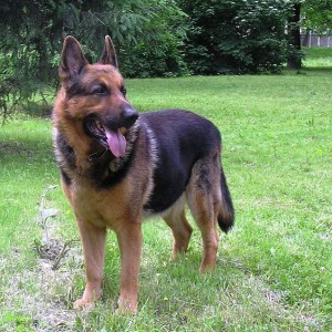 Germna shepherd dog