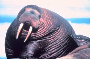 oracle watson walrus